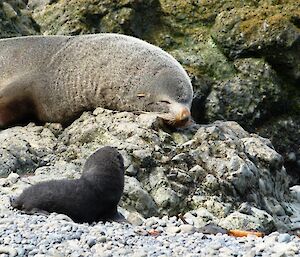 Fur seal and pup
