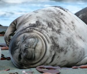 Weaner elephant seal scratching an itch with its flipper