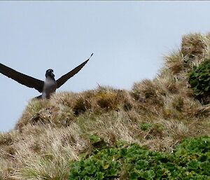 Light-mantled sooty albatross with wings spread