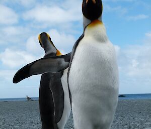 Two king penguins on the beach, taken from ground perspective