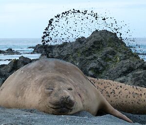 Elephant seal playing in the sand