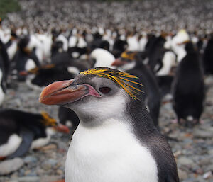 Royal penguin close-up with colony in background