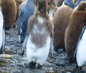A moulting king penguin