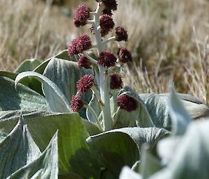 Pleurophyllum hookeri