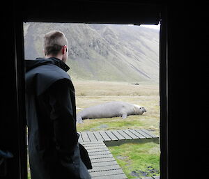 Cam looking out from a hut at a large elephant seal at Davis Point hut