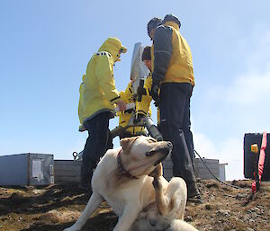 MIPEP team assisting comms team at Mt Jeffryes with Finn the dog scratching his ear in the foreground