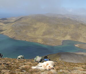 Finn the dog lying amongst packs in the sun on a high grassy hill overlooking prehistoric landscapes on Macquarie Island