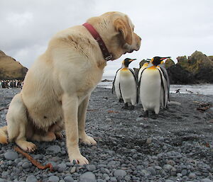 King penguins walk over to Finn , the dog, on a beach