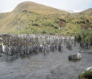 View from the tourist platform on Macquarie Island showing penguins and seals