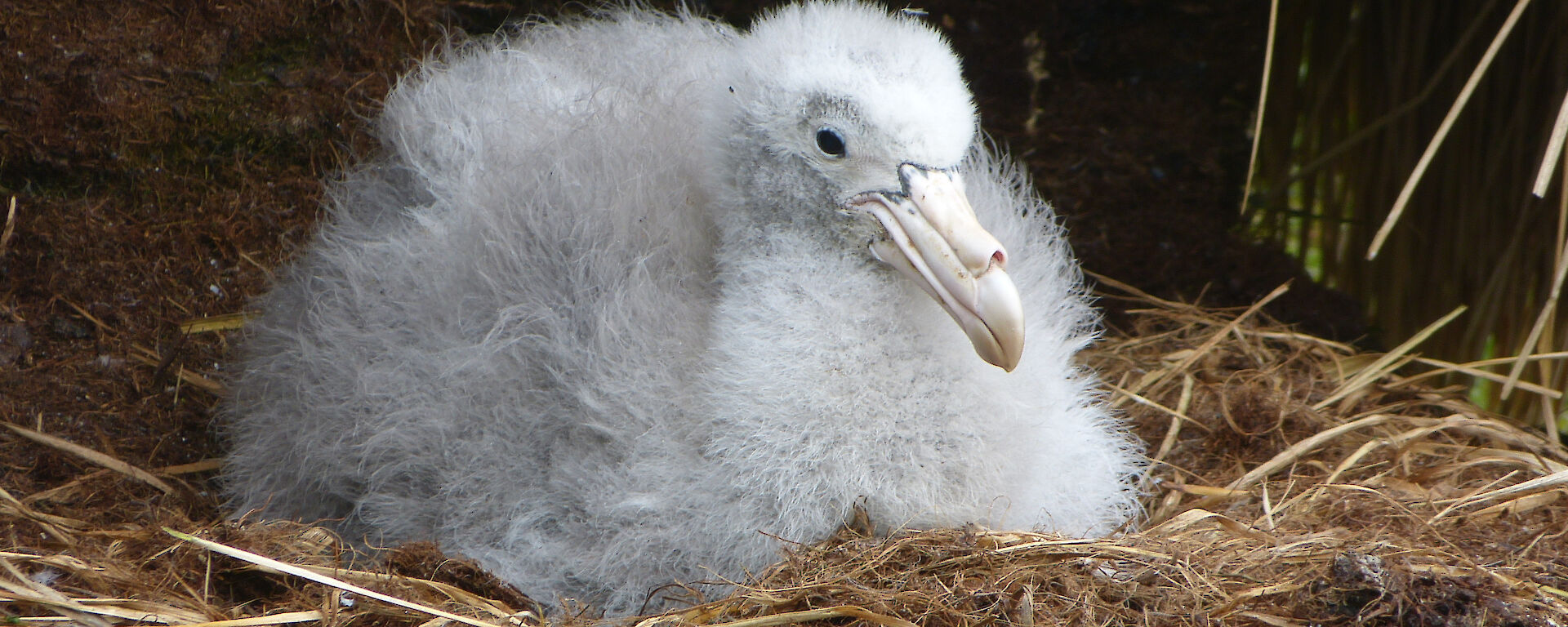 Giant petrel chick lying down in nest