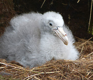 Giant petrel chick lying down in nest