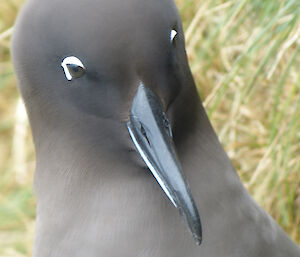 Light-mantled sooty albatross, close up of head