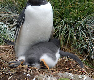 Gentoo and her chick, which has fallen face-first into the nest