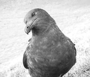 Black and white close-up of a skua