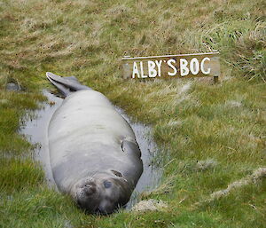 Elephant seal weaner (pup) in a small water hole with the sign “Alby’s Bog” on the right