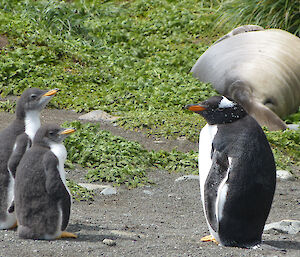 Female gentoo penguin facing two chicks of equal height with sleeping seal in background