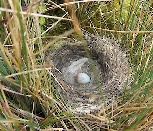Redpoll nest