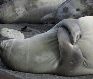 Elephant seal lying on beach giving itself a hug