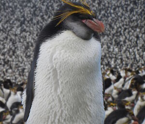 Royal pengiun close-up with large and densley populated colony in the background