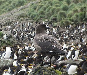 A skua watching over a royal colony