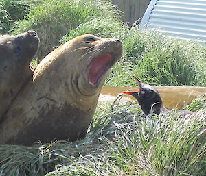 Elephant seals getting too close to a gentoo and her nest — they face each other with mouths open