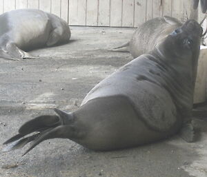 Juvenile seal on station playing with a rope