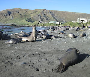 Seal pups on station in the sand