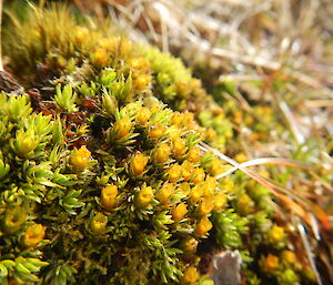 Flowers on Colobathus muscoides