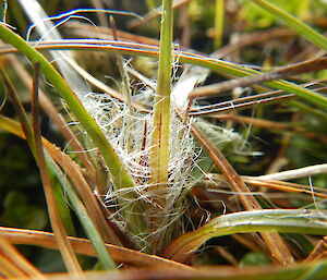 Luzula crinita with unknown webbing