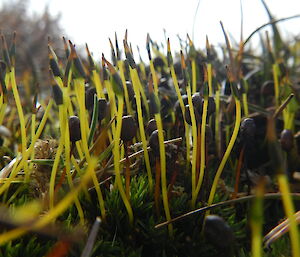 Young fruiting bodies (capsule) on a moss