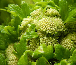 Macquarie Island cabbage flowers