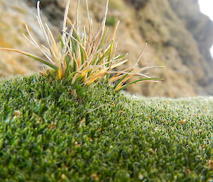 The grass, Agrostis magellanica, growing out of coastal cushion plant