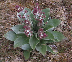 Pleurophyllum hookeri