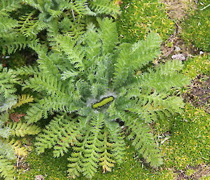 Green caterpillar in Leptinella plumosa