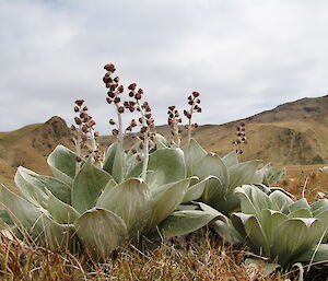 Pleurophyllum hookeri