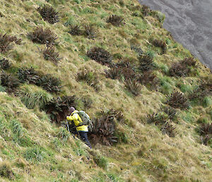 Stu climbing a hill in Shield Fern country