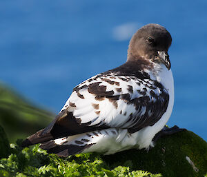 Cape petrel — a close up shot with petrel on rock