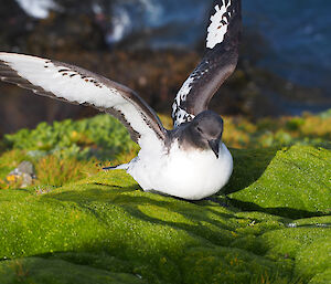 Cape petrel resting on bright, crisp green moss with wings spread