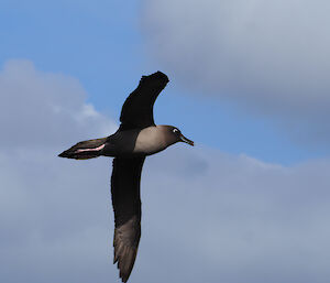 Light-mantled sooty albatross in flight with clear, blue sky behind