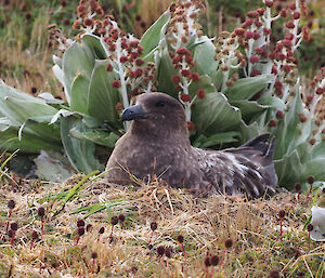 Skua on nest with Pleurophyllum hookeri behind