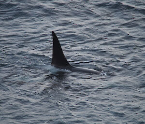 Orca at Garden Cove — showing only dorsal fin out of water