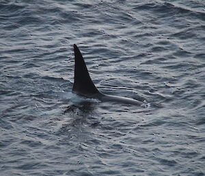 Orca at Garden Cove — showing only dorsal fin out of water