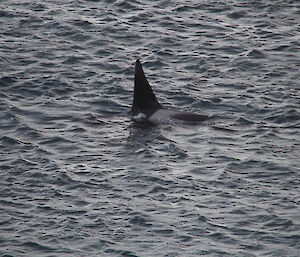Orca at Garden Cove again only showing dorsal fin and small bit of white on back