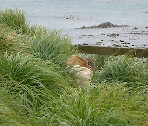 Charles hiding in the tussock, barely visible are his back and the top of his head