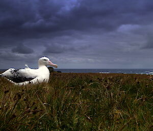 Wandering albatross on an area known as the featherbeds, plant covered ground with ocean in background