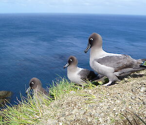 Three non-breeding light-mantled albatross