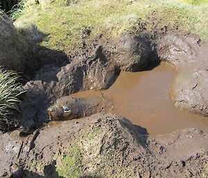 A young elephant seal in a mud-hole with only its face showing