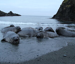 Young elephant seals in a group on the beach at Green Gorge
