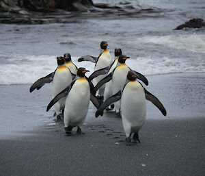A group of king penguins walk in two lines up the beach