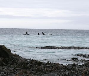 Orcas patrolling the beaches for young elephant seals, three dorsal fins visible